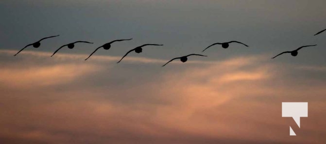 January 8, 2026 Harbour Ice Geese Ducks Sunset Pier4192