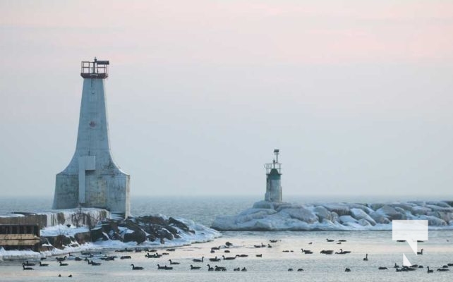 January 8, 2026 Harbour Ice Geese Ducks Sunset Pier4193