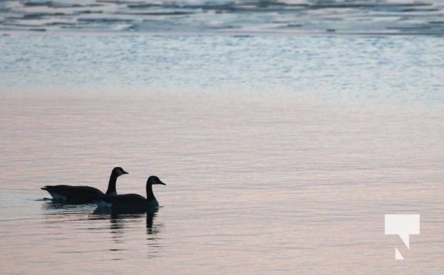 January 8, 2026 Harbour Ice Geese Ducks Sunset Pier4195