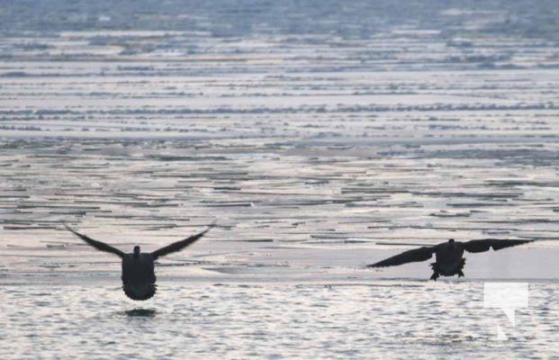 January 8, 2026 Harbour Ice Geese Ducks Sunset Pier4196