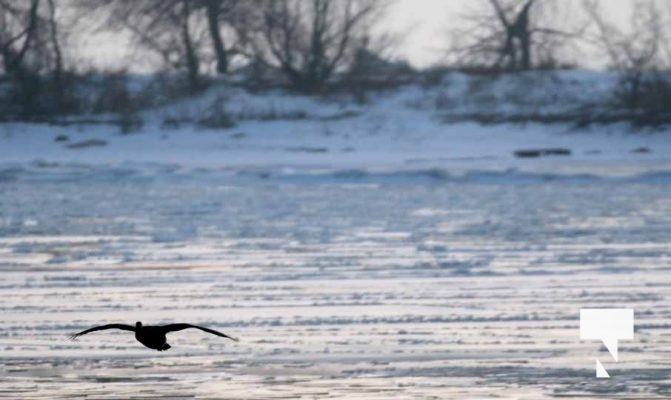 January 8, 2026 Harbour Ice Geese Ducks Sunset Pier4197