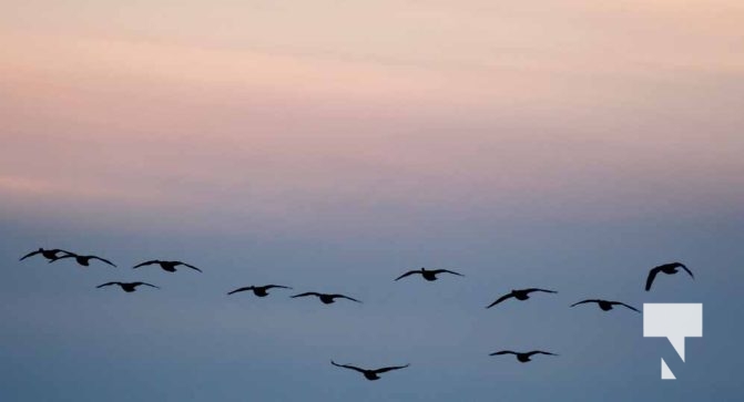 January 8, 2026 Harbour Ice Geese Ducks Sunset Pier4198