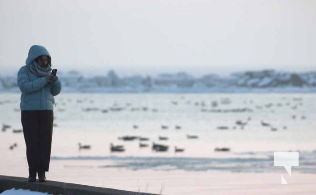 January 8, 2026 Harbour Ice Geese Ducks Sunset Pier4199