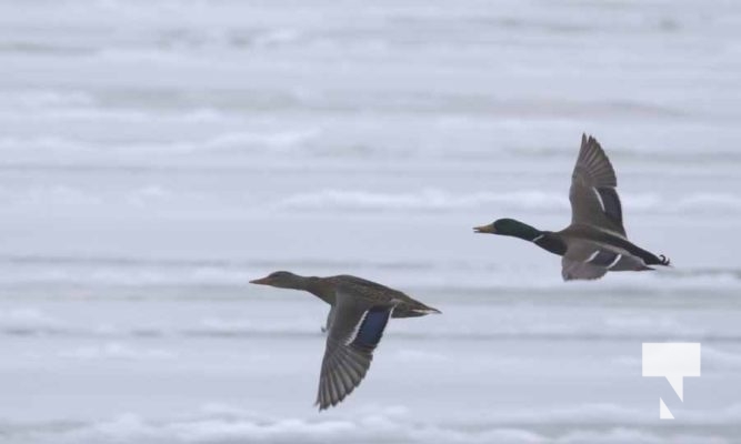 January 8, 2026 Harbour Ice Geese Ducks Sunset Pier4203