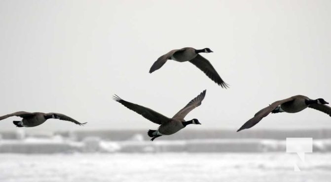 January 8, 2026 Harbour Ice Geese Ducks Sunset Pier4204