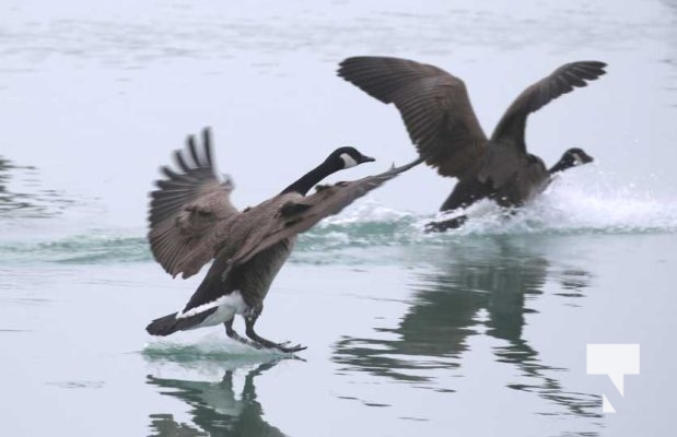 January 8, 2026 Harbour Ice Geese Ducks Sunset Pier4205