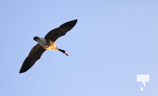 January 8, 2026 Harbour Ice Geese Ducks Sunset Pier4206