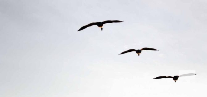 January 8, 2026 Harbour Ice Geese Ducks Sunset Pier4207