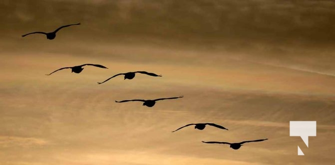 January 8, 2026 Harbour Ice Geese Ducks Sunset Pier4208