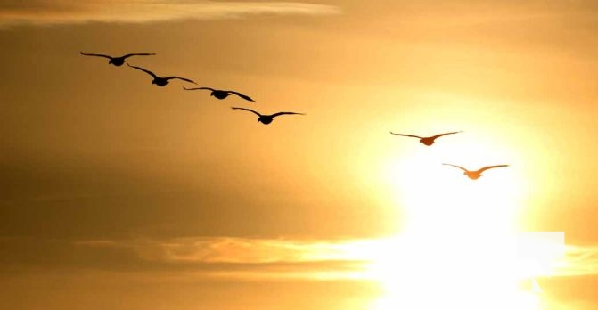 January 8, 2026 Harbour Ice Geese Ducks Sunset Pier4209