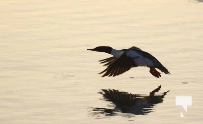 January 8, 2026 Harbour Ice Geese Ducks Sunset Pier4212