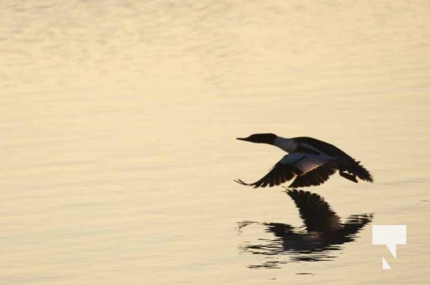 January 8, 2026 Harbour Ice Geese Ducks Sunset Pier4213