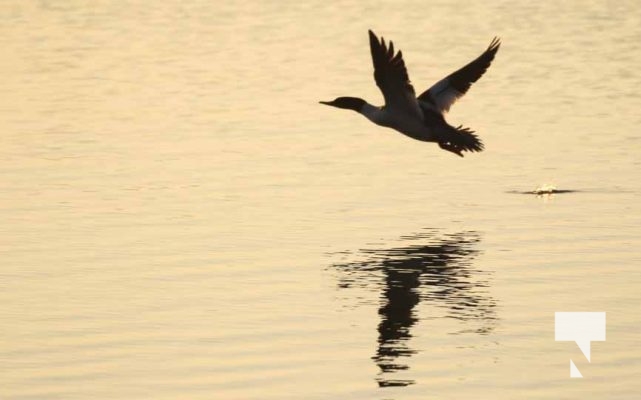 January 8, 2026 Harbour Ice Geese Ducks Sunset Pier4214