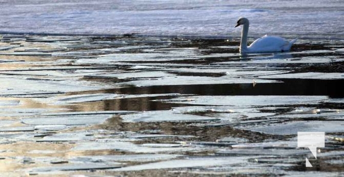 January 8, 2026 Harbour Ice Geese Ducks Sunset Pier4216