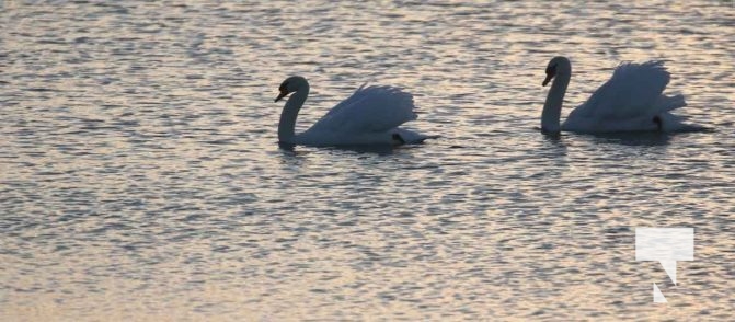 January 8, 2026 Harbour Ice Geese Ducks Sunset Pier4220