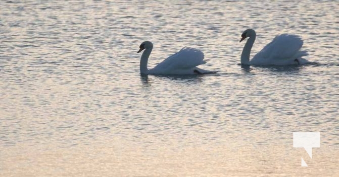 January 8, 2026 Harbour Ice Geese Ducks Sunset Pier4221