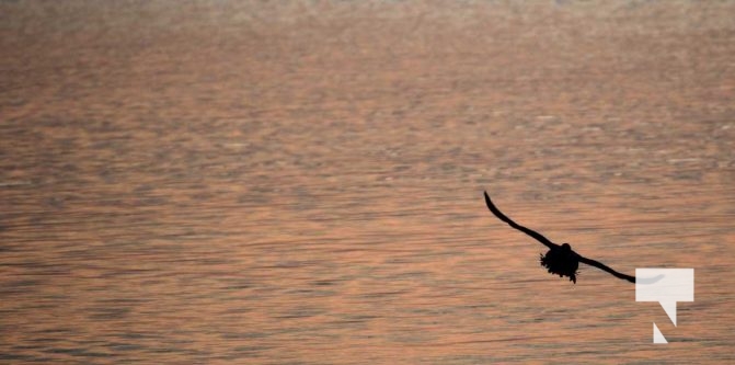 January 8, 2026 Harbour Ice Geese Ducks Sunset Pier4224