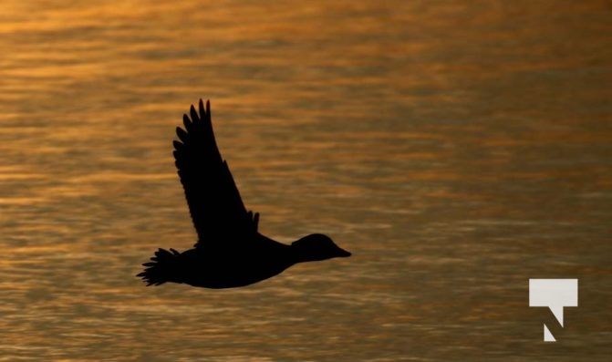 January 8, 2026 Harbour Ice Geese Ducks Sunset Pier4225