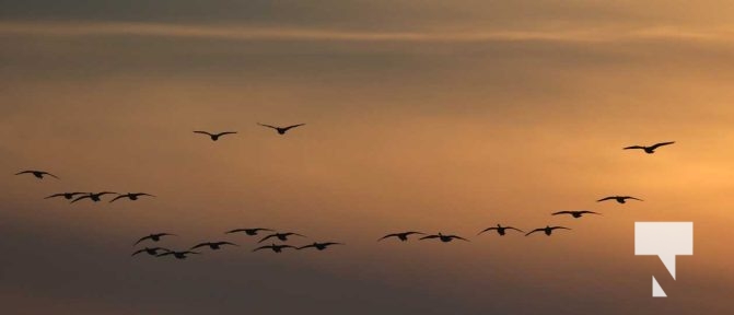 January 8, 2026 Harbour Ice Geese Ducks Sunset Pier4227