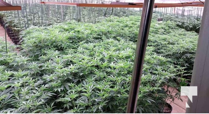 January 9, 2026 OPP Marijuana Pot4234