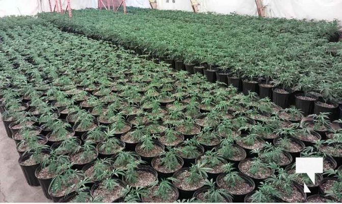 January 9, 2026 OPP Marijuana Pot4235