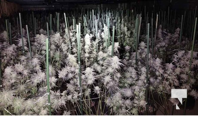 January 9, 2026 OPP Marijuana Pot4238