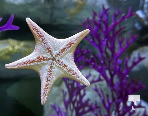 January 9, 2026 Ripleys Aquarium4254.JPEG