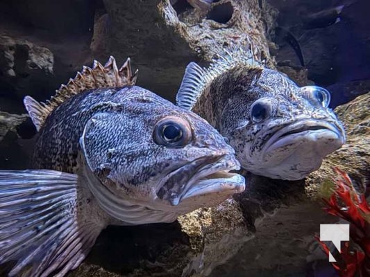 January 9, 2026 Ripleys Aquarium4257.JPEG