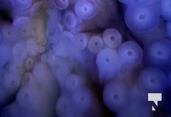 January 9, 2026 Ripleys Aquarium4259.JPEG