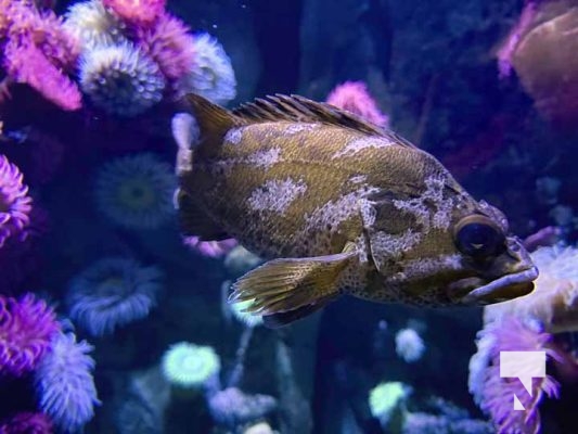 January 9, 2026 Ripleys Aquarium4260.JPEG