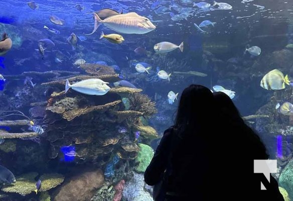 January 9, 2026 Ripleys Aquarium4262.JPEG