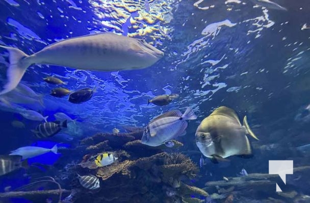 January 9, 2026 Ripleys Aquarium4263.JPEG