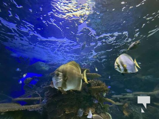 January 9, 2026 Ripleys Aquarium4264.JPEG