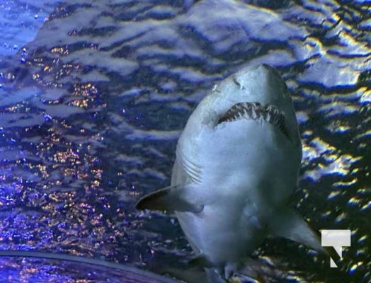 January 9, 2026 Ripleys Aquarium4265.JPEG