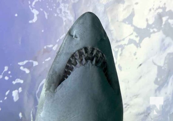 January 9, 2026 Ripleys Aquarium4266.JPEG