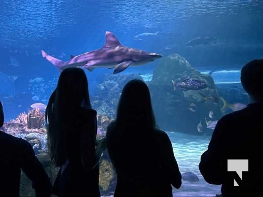 January 9, 2026 Ripleys Aquarium4267.JPEG