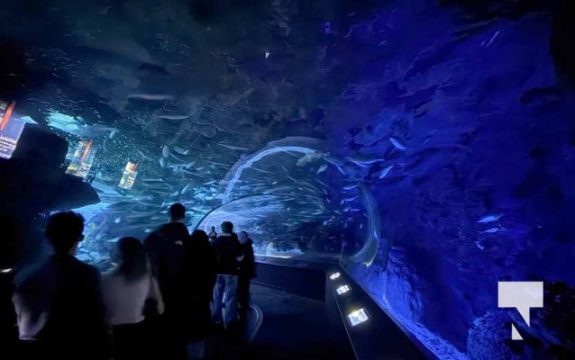 January 9, 2026 Ripleys Aquarium4268.JPEG