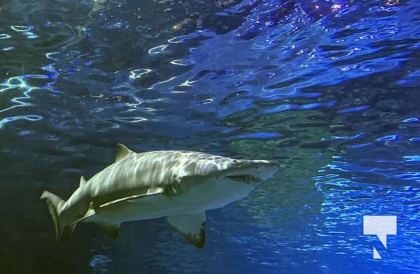 January 9, 2026 Ripleys Aquarium4269.JPEG