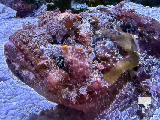 January 9, 2026 Ripleys Aquarium4273.JPEG