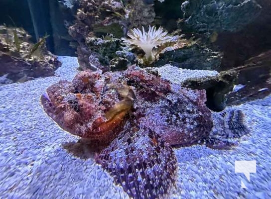 January 9, 2026 Ripleys Aquarium4274.JPEG