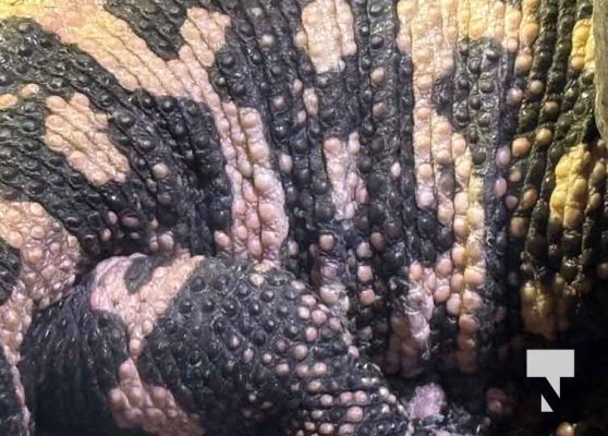 January 9, 2026 Ripleys Aquarium4277.JPEG