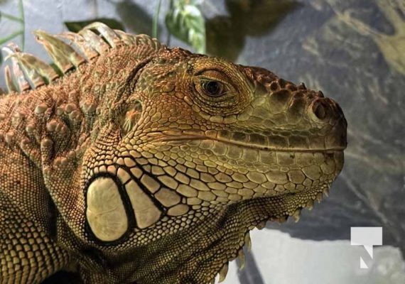 January 9, 2026 Ripleys Aquarium4278.JPEG