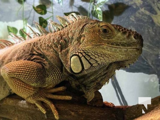 January 9, 2026 Ripleys Aquarium4279.JPEG