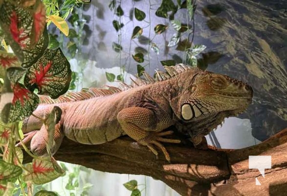 January 9, 2026 Ripleys Aquarium4280.JPEG