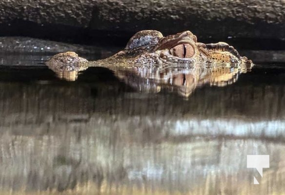 January 9, 2026 Ripleys Aquarium4282.JPEG