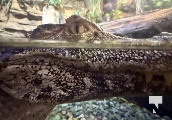 January 9, 2026 Ripleys Aquarium4285.JPEG