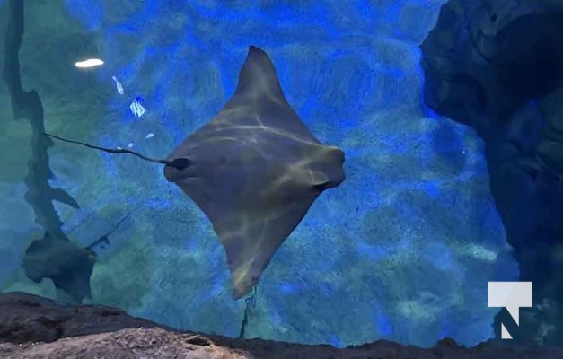 January 9, 2026 Ripleys Aquarium4289.JPEG