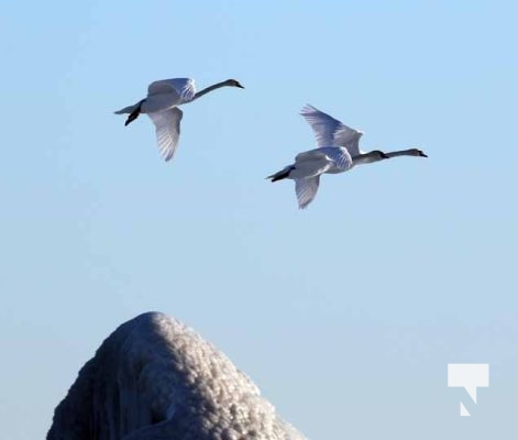 February 1, 2026 Sunset Swans Icicles Moon 4950