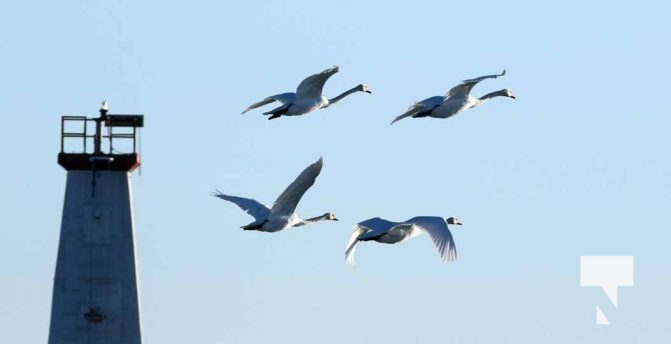 February 1, 2026 Sunset Swans Icicles Moon 4952