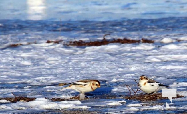 February 1, 2026 Sunset Swans Icicles Moon 4956